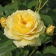 Trandafir floribund China Girl RN